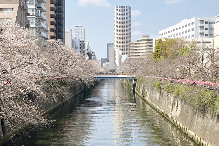 田道橋からの目黒川