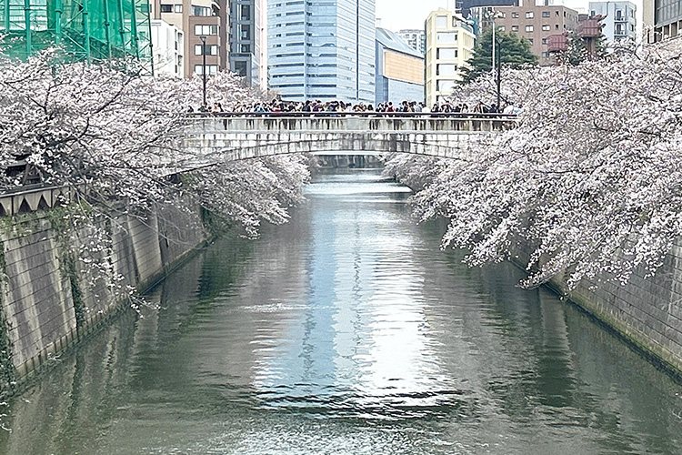 田道橋からの目黒川